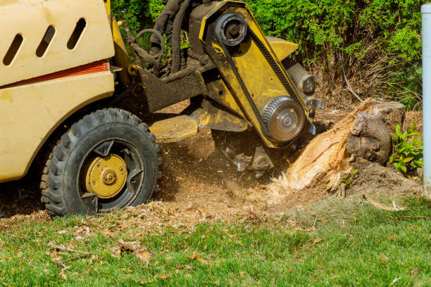  Higginsville, MO Tree Services Pros