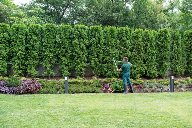 Best Lawn Drainage Solutions  in Higginsville, MO