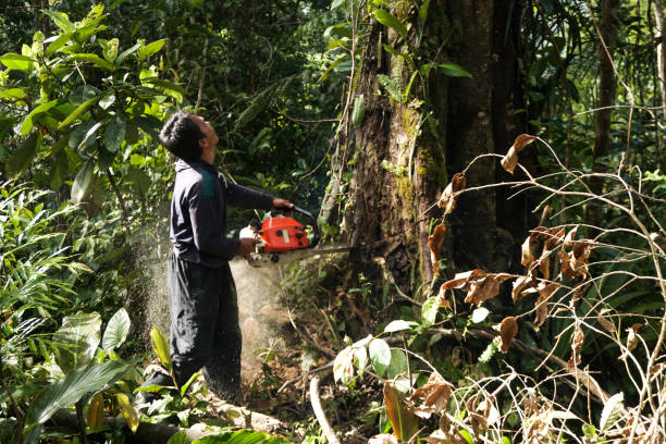 Best Tree Preservation Services  in Higginsville, MO