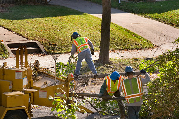 Best Aeration Services  in Higginsville, MO