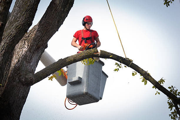 Best Tree and Shrub Care  in Higginsville, MO