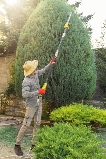 Best Palm Tree Trimming  in Higginsville, MO