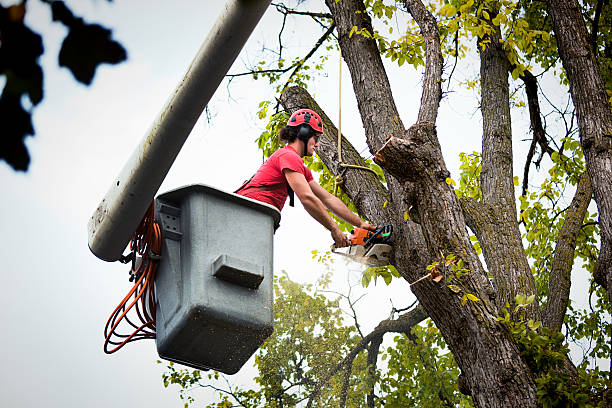 Best Tree Removal  in Higginsville, MO