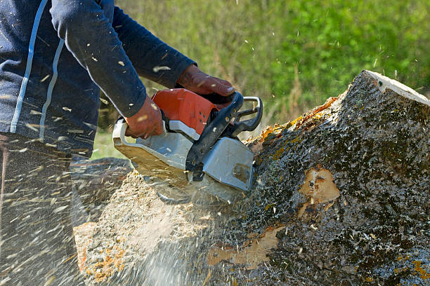 Best Grass Overseeding  in Higginsville, MO