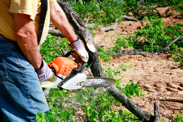 Best Pest Control for Lawns  in Higginsville, MO